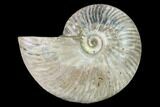 Silver Iridescent Ammonite (Cleoniceras) Fossil - Madagascar #157162-1